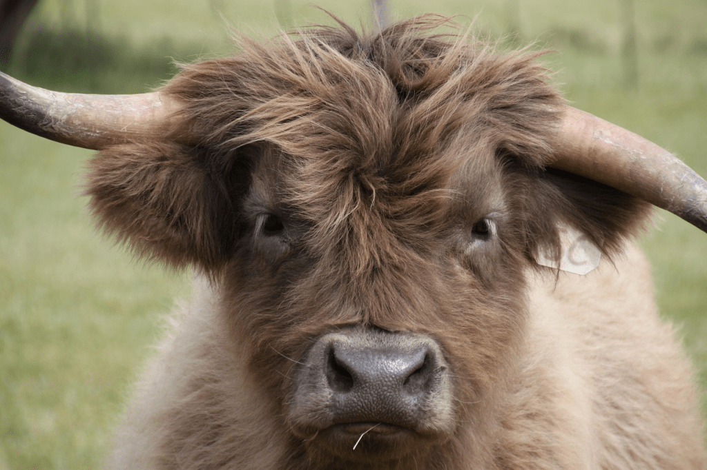 Where to See Highland Cows in Scotland: The Ultimate Searcher’s&nbsp;Guide