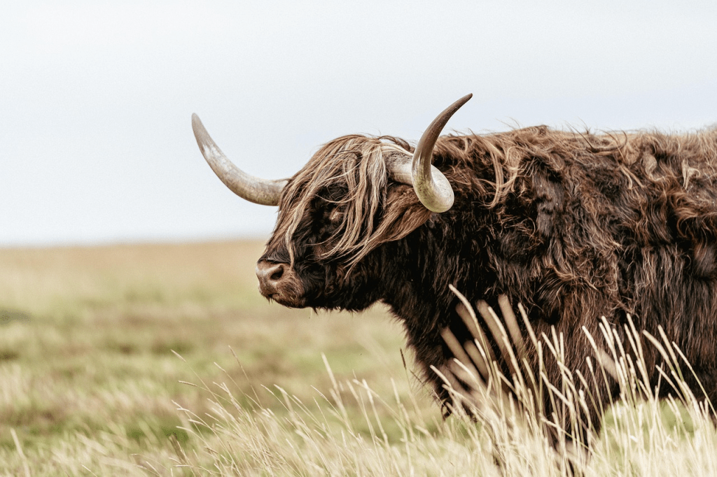 Where to See Highland Cows in the United States: The Ultimate Searcher’s Guide