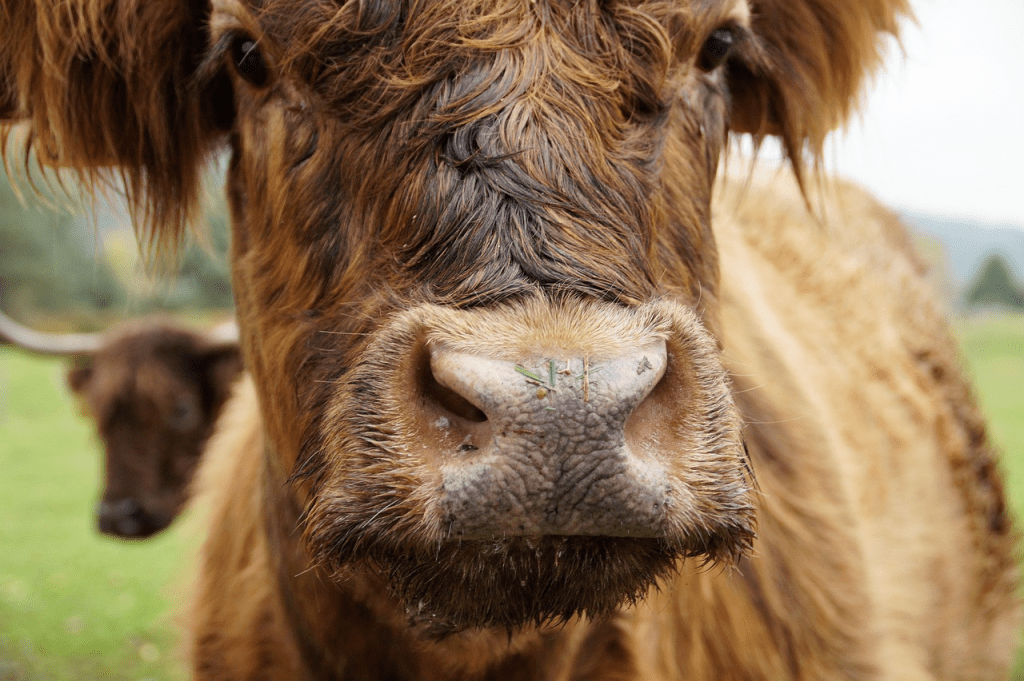 Are Highland Cows Friendly? Temperament, Behavior & What to Expect