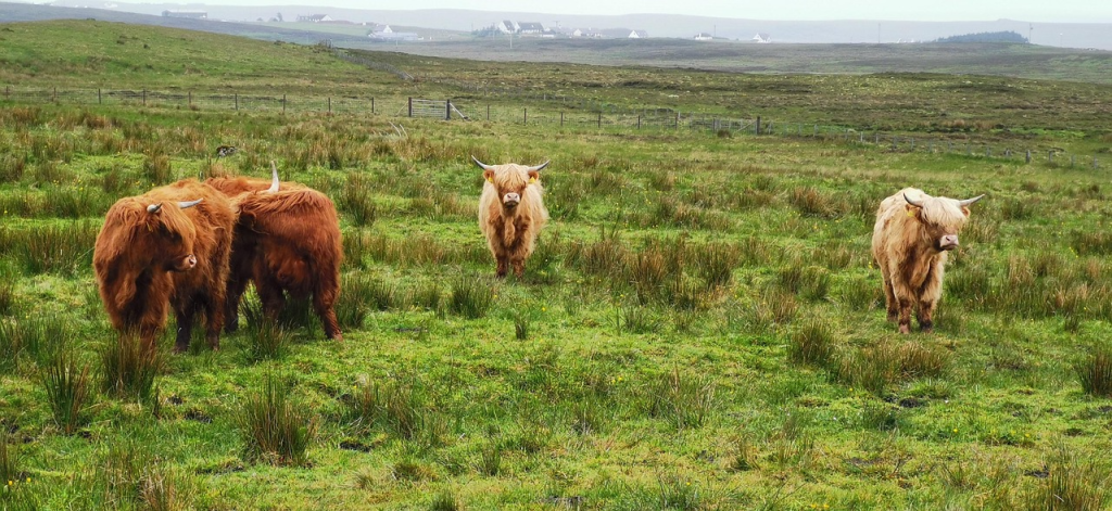 highland cow diet