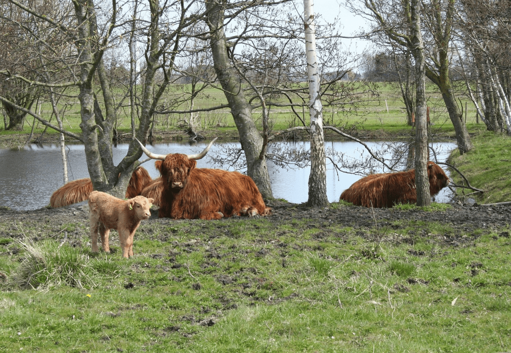 how much do Highland cows eat