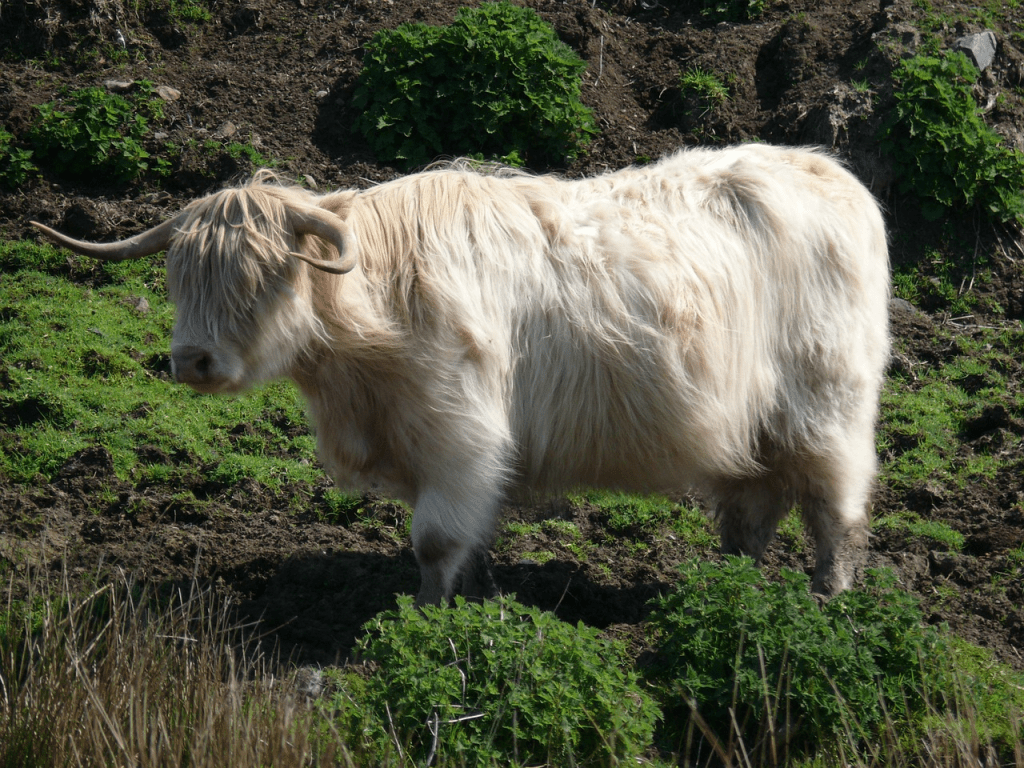 highland cow eating grass