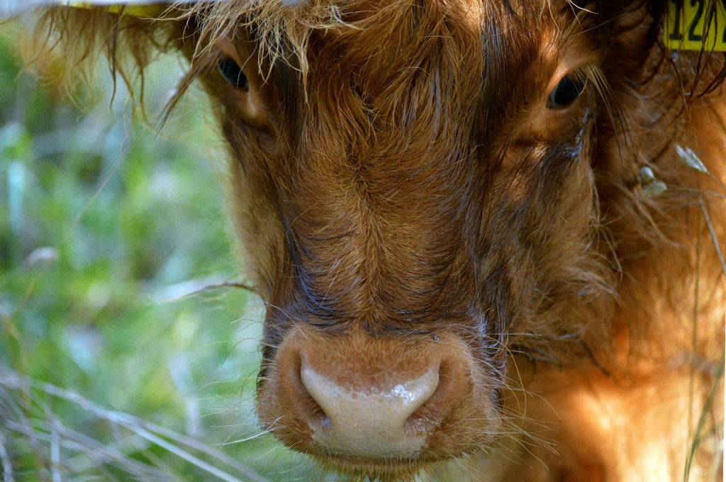 toxic foods for highland cows