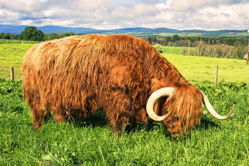 highland cow grazing