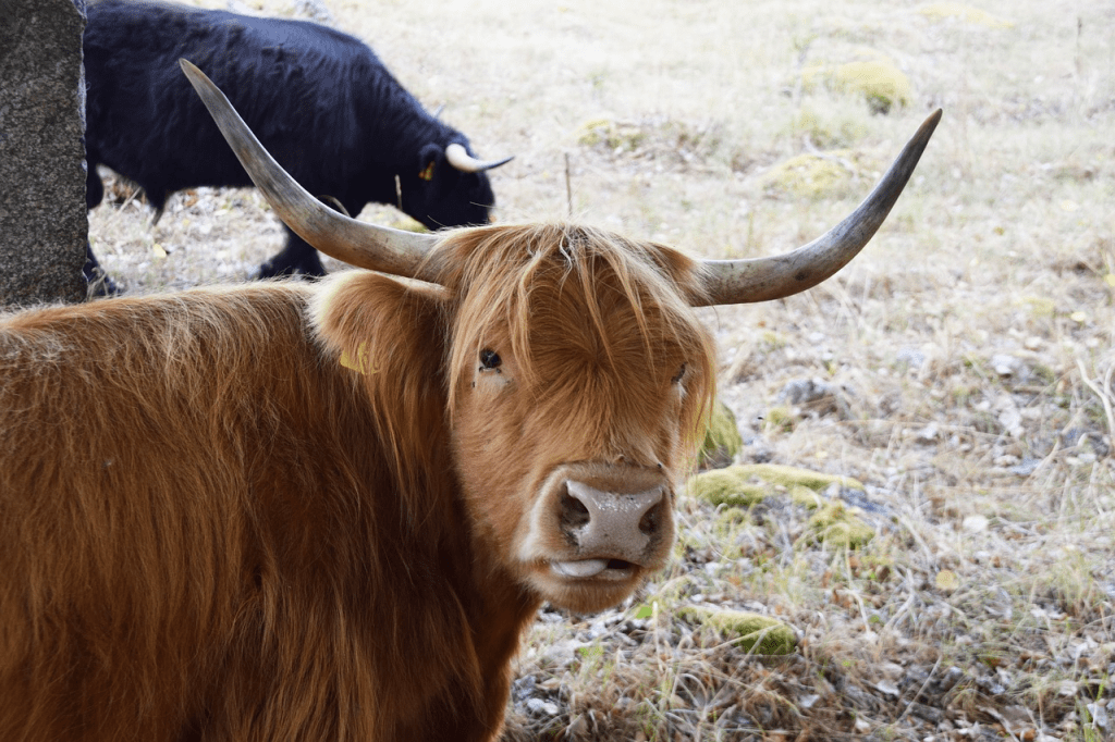 what do highland cows eat