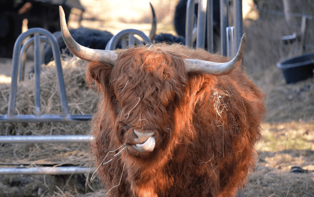 What Do Highland Cows Eat? Diet, Feeding Guide & Tips